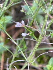 Asperula cynanchica