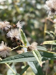 Doellingeria umbellata