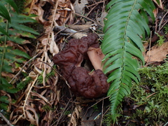 Gyromitra esculenta