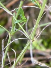 Asperula cynanchica