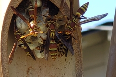 Polistes exclamans