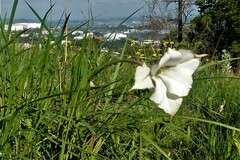 Gladiolus longicollis