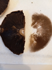 Agaricus deardorffensis