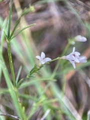 Asperula cynanchica