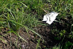 Gladiolus longicollis