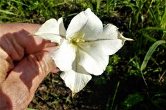 Gladiolus longicollis