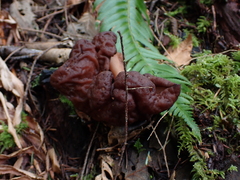 Gyromitra esculenta