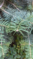 Abies concolor