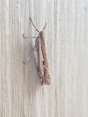 Crambus