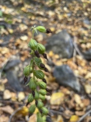 Epipactis helleborine