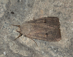 Xestia castanea
