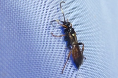 Diphyus
