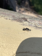 Camponotus
