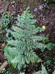 Dryopteris dilatata