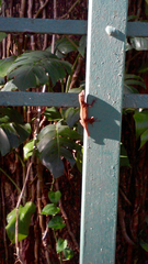 Anolis cristatellus cristatellus