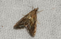 Glaucocharis dilatella