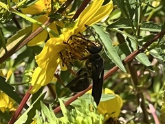 Sphex flavovestitus
