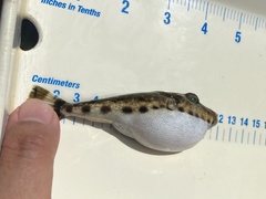 Sphoeroides spengleri