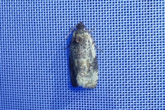 Celypha woodiana