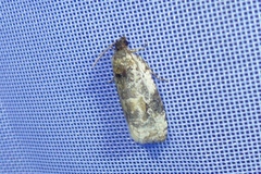 Celypha woodiana