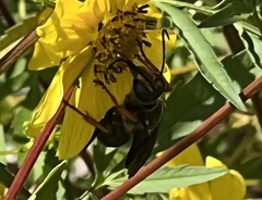 Sphex flavovestitus