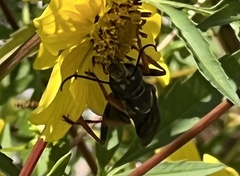 Sphex flavovestitus