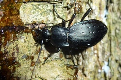 Carabus hortensis