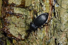 Carabus hortensis