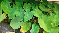Colocasia