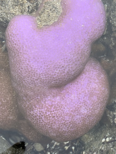 Photo of Lobe coral (Porites lobata)
