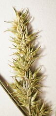 Carex laevivaginata