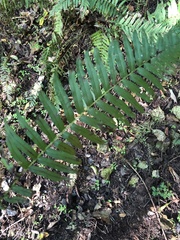 Homalosorus pycnocarpos