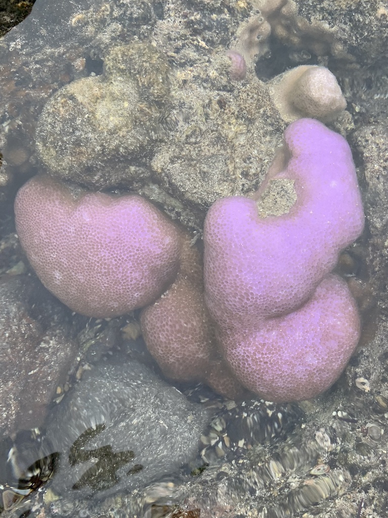 Photo of Lobe coral (Porites lobata)