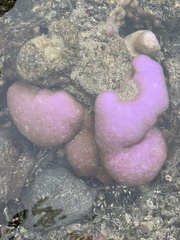 Porites lobata
