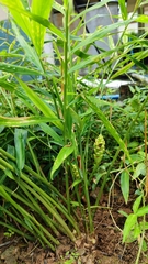 Zingiber officinale