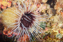 Cerianthus membranaceus