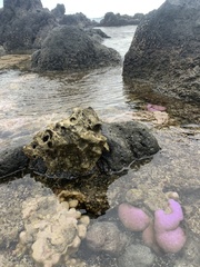Porites lobata