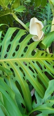 Monstera deliciosa