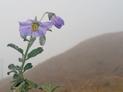 Solanum umbelliferum