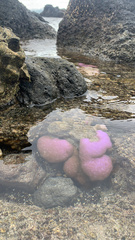 Porites lobata