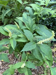 Veronicastrum