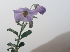 Solanum umbelliferum