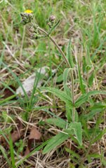 Penstemon laxiflorus