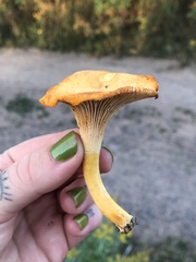 Cantharellus enelensis
