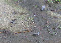 Ptyonoprogne rupestris