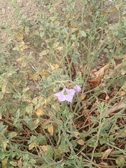 Solanum umbelliferum