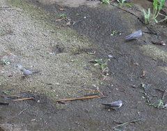 Ptyonoprogne rupestris