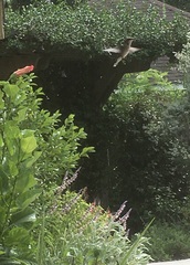 Archilochus colubris