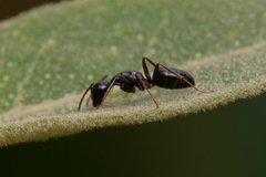 Camponotus fallax