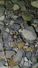 Aphonopelma iodius